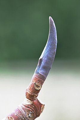 Magnolia tripetala - šácholan tříplátečný - zimní pupen